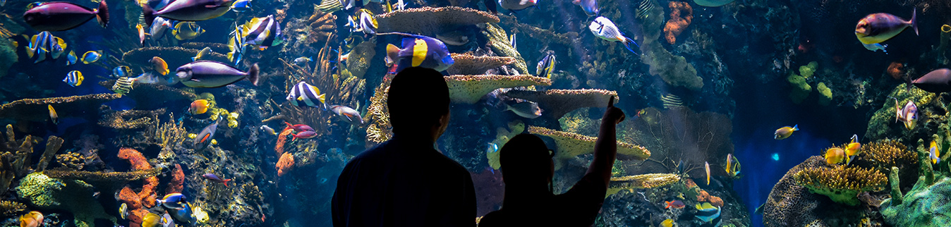 Myrtle Beach Area Information | Things To Do Near Palace Resort